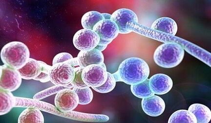 Candida onddo